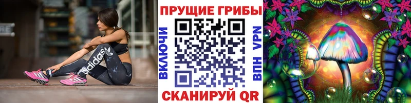хочу наркоту  Питкяранта  Галлюциногенные грибы Cubensis 